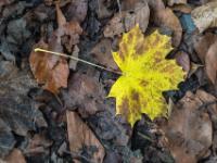 Gelbbraunes Ahornblatt auf trockenem Laub